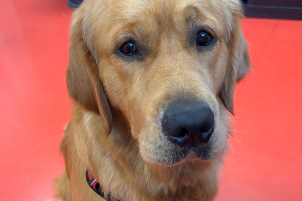 Les animaux de compagnie au travail dans l’agence 06  : Uggy nous rejoint !