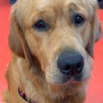 Les animaux de compagnie au travail dans l’agence 06  : Uggy nous rejoint !